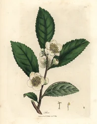 Fehér virágok és zöld tealevél, Thea bohea, Camellia sinensis