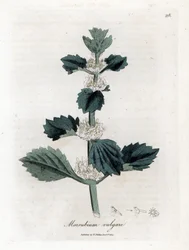 Fehér vagy közönséges marrube - Fehér horehound, Marubium vulgare. Kézzel színezett rézmetszet James Sowerby botanikai illusztrációjáról William Woodville-ből és Sir William Jackson Hooker "" Medical Botany" című művéből, John Bohn, London