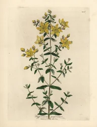 Sárga virágú perforált orbáncfű, Hypericum perforatum