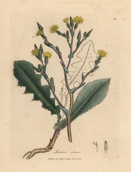 Sárga virágú vadsaláta, Lactuca virosa