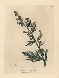 Sárga virágú üröm, Artemisia absinthium