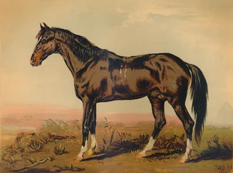 Dongola ló, c1850, c1879.