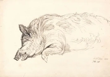 Egy vaddisznó, alszik vagy döglött, 1814