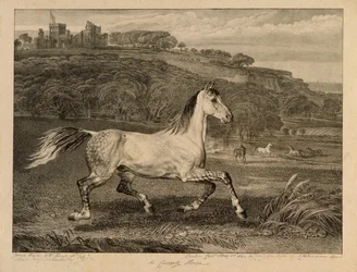 Cossack Horse, a Celebrated Horses-ból, a művész által kiadott tizennégy versenynyomatból álló készlet, 1823-24