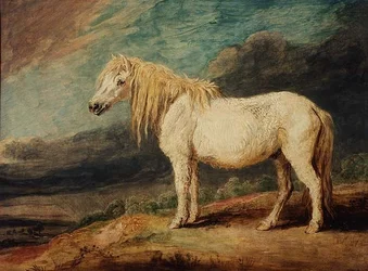 Shetland póni