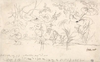 Növénytanulmányok, 1815. augusztus 2