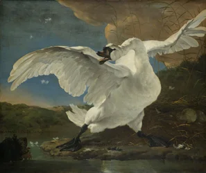 A fenyegetett hattyú, 1650 körül