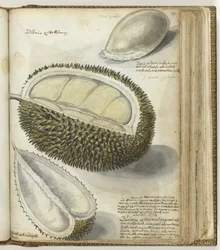 Durian