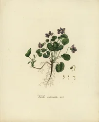 Édes ibolya vagy angol ibolya, Viola odorata