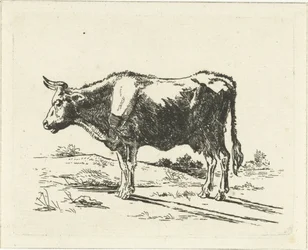 álló tehén