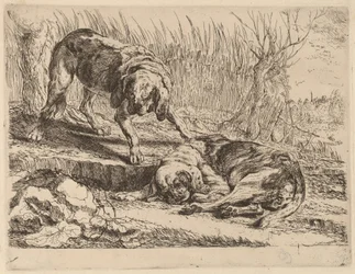 Két Beagle, egy alszik