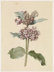 Virágzó Asclepias fajok