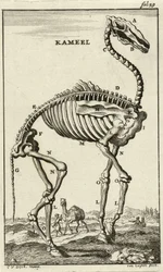 Egy teve csontváza, kb. az 1680-as évek