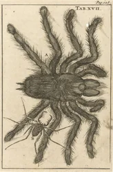 Pókok XVIII