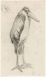 Marabu