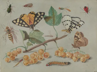 Tanulmány a pillangókról és a rovarokról, c. 1655.