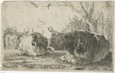pihenő tehenek Állatok (sorozat címe) Zoographiam (sorozat címe)