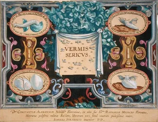 Theodor Galle (1571-1633) által metszett „Vermis Sericus” (A selyemhernyó) előlapja (metszet)