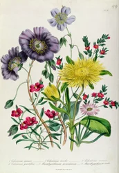 Calandrinia, a „Hölgyek virágoskertje” 18. táblája, 1842-ben kiadva