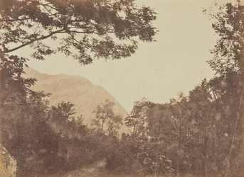 Akác, Como