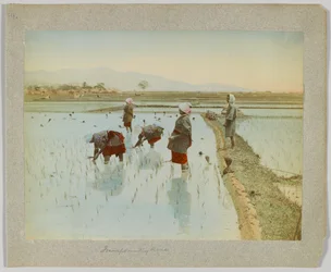 Rizs átültetése, Japán (kézzel színezett fekete-fehér fotó)