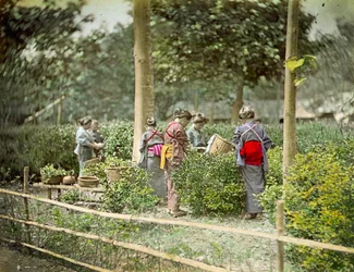 Tea szedése, 1880 körül