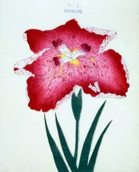 Senjoval. 1898. 5