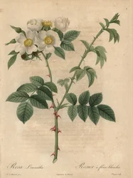 Fehér rózsa, Rosa leucantha.