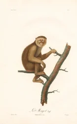 Barbár makákó (Simia inuus)