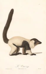 Fekete-fehér vari (Lemur macaco)