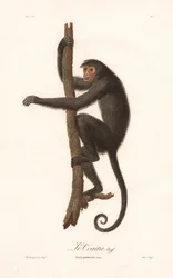 Fekete pókmajom (Simia paniscus)