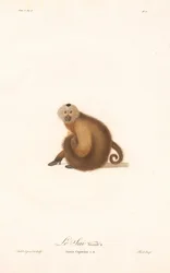Barna kapucinus (Simia capucina)