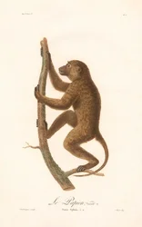 Mászó guineai pávián (Simia Sphinx, a fajta)