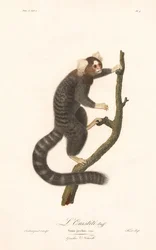 Közönséges mormota (Simia jacchus)