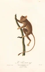 Daubenton-tarsziér (Tarsius daubentoni)