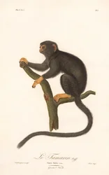Aranykezű tamarin (Simia Midas)
