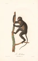 Foltorrú majom (Simia nictitans)