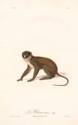Kis foltorrú majom (Simia petaurista)