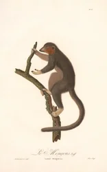 Mungó lemúr (Lemur Mongoz)