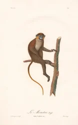 Bajuszos majom (Simia cephus)