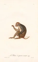 Patas majom (Simia Patas)