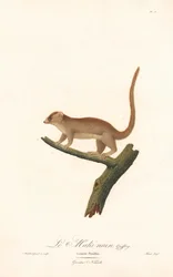 Törpe egér maki (Lemur pusillus)