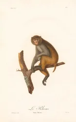 Rhesus makákó (Simia Rhesus)