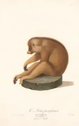 Karcsú lóri (Loris tardigradus)