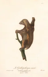 Foltos repülő maki (Galeopithecus variegatus)