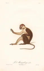 A Grivet-majom (Simia aethiops v.a.) változata.