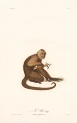 Fehérarcú kapucinus (Simia capucina)