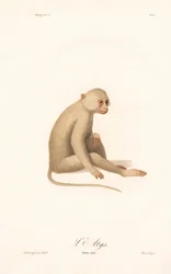 Fehérkezű gibbon (Simia alys)