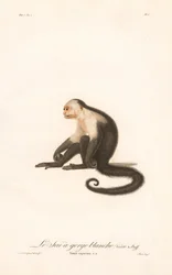 Fehér-torkú kapucinus (Simia capucina)