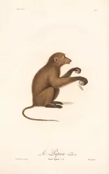 Fiatal guineai pávián (Simia Sphinx, b változat)